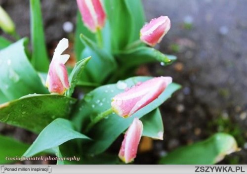 dzikie-tulipany